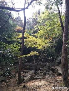 吃瓜虞山森林,吃瓜者的绿色秘境之旅